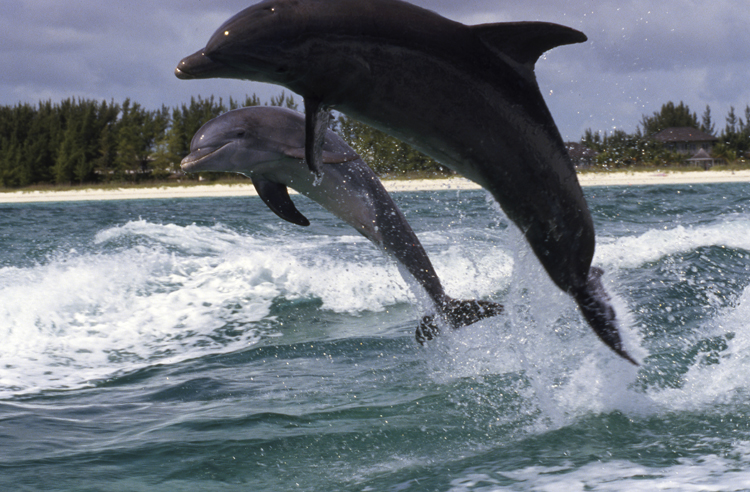 DIVING;UNDERWATER;bahamas;dolphins;F881_FACTOR 9A